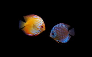 Картинка two fishes, милые, вода, два, рыби