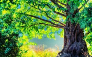 Картинка oak tree, природа, дерево, лес, весна, лето, листья, восход