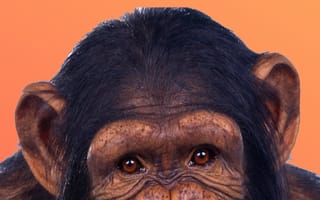 Картинка собаки, обезьяны, питомцы