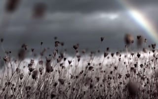 Картинка природа, радуга, облака, шторм, растения