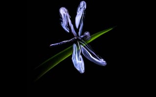 Картинка kg, kw, dragonfly