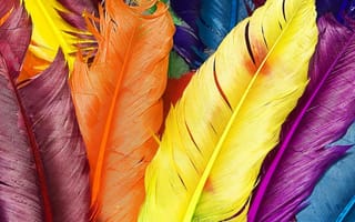 Картинка color feathers, красочные, цветные, перья