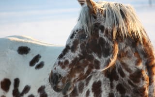 Картинка pets and animals, животные, питомцы, лошади