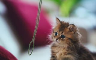 Картинка милые, кошки