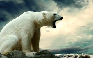 Картинка nz, vy, polar bear, медведь, полярный