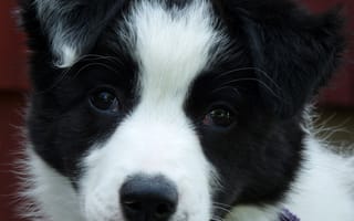 Картинка collie, collie puppy, черные, белые, собаки, щенки