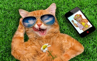 Картинка love, smart phone, любовь, забавные, кошки, телефон, трава, умный