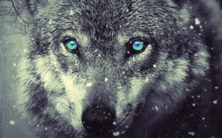 Картинка темные, волк, дикие