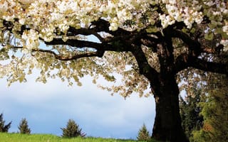 Картинка прекрасные, дерево