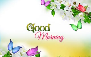 Картинка бабочки, утро