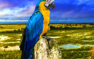 Картинка blue yellow amazon kakdua, macaw, синие, желтые, река, бразилия, попугай