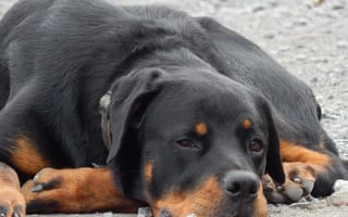 Картинка rottweiler, черные, природа, животные, собаки, коричневые, камни
