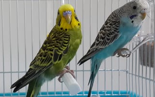 Картинка птицы, попугаи