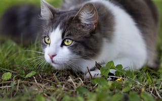 Картинка кошки, глаза