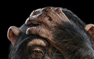 Картинка животные, обезьяны