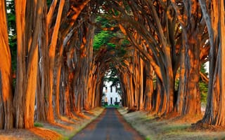 Картинка sunlight tree, дерево, свет, солнце, солнечный свет