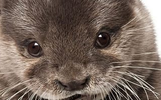 Картинка otter, милые, животные