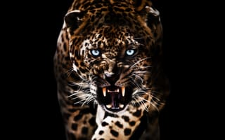 Картинка коты, леопард