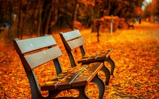 Картинка autumn 10, оранжевые, осень, на улице