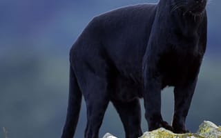 Картинка black leopard, wild animal, черные, животные, дикие, пантера, леопард