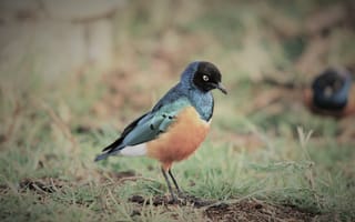 Картинка litte bird, природа, прекрасные, птицы