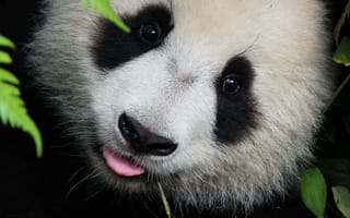 Картинка panda 1, милые, животные, панда