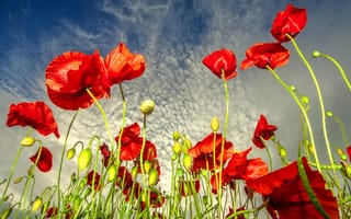 Картинка field poppies, field of poppies, синие, небо, поле, маки
