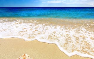 Картинка море, пляж, лето, раковина