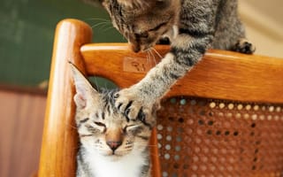 Картинка macka, кошки, кот