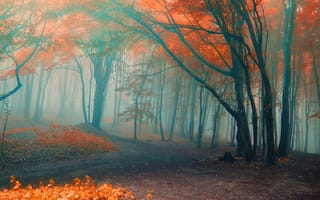 Картинка autumn forest, trees path, лес, деревья, осень, путь