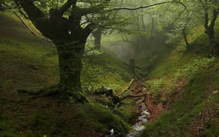 Картинка лес, деревья, туман