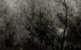 Картинка trees-dark-night, природа, темные, ночь, деревья