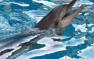 Картинка hd, pool, вода, животные, дельфины