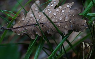 Картинка drops of water, природа, вода, капли, бумага