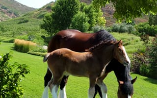 Картинка clydesdale, clydesdales, лошади
