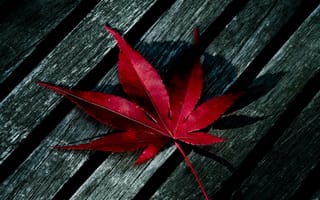 Картинка красые, дерево, листья, упавший