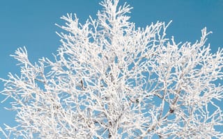 Картинка freezing, синие, белые, зима, снег, дерево, лед, холод, мороз