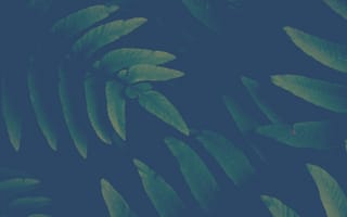 Картинка green and blue, природа, синие, зеленые, лес, джунгли, флора