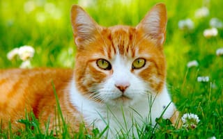 Картинка кошки, трава