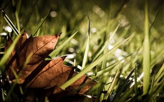 Картинка hd, leaf fall hd, осень, листья