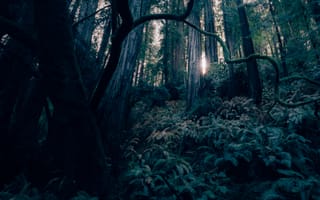 Картинка arbor, zedgearday17, природа, пейзаж, дерево, лес, джунгли, на улице