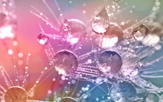 Картинка fuzz, красочные, вода, цветные, капли, одуванчик