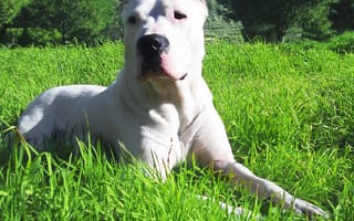 Картинка dogo argentino, love, puma, dogo argentino 2, любовь, белые, собаки, трава, спокойствие, пума