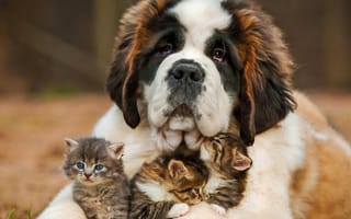 Картинка small cats, dog and small cats, собаки, друзья, коты, прекрасные, маленький