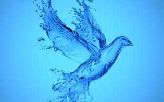 Картинка aqua bird, вода, капли, птицы, брызги, аква