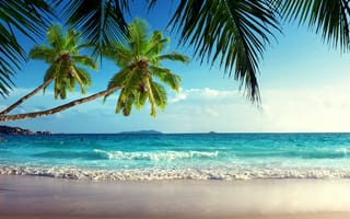Картинка море, пляж, тропические, песок, пальмы