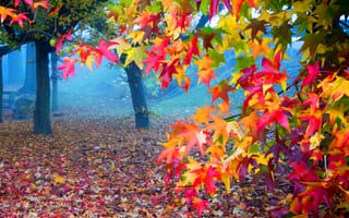 Картинка autumn color, цветные, дерево, лес, осень, листья, растения