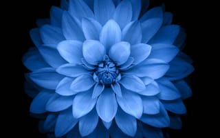 Картинка dhm, dws, blue lotus, синие, лотус