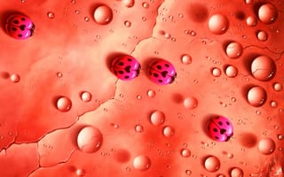 Картинка rj, ladybugs, против