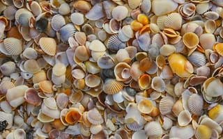 Картинка вода, море, пляж, океан, раковина